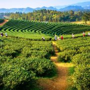 Kullu Manali Shimla Honeymoon Tour Packages from Assam